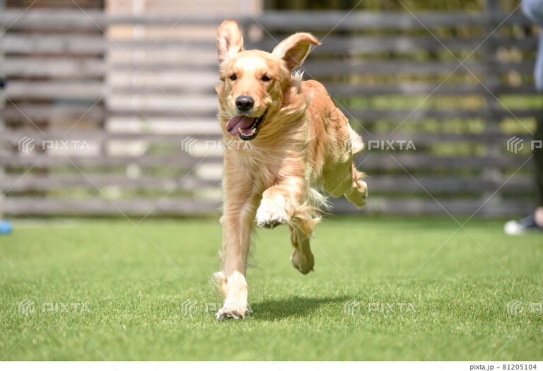 ドッグラン準備中