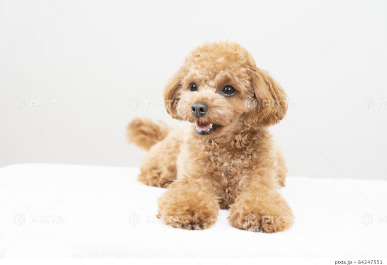 ドッグラン準備中③