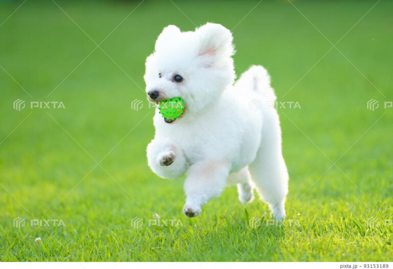 ドッグラン準備中②